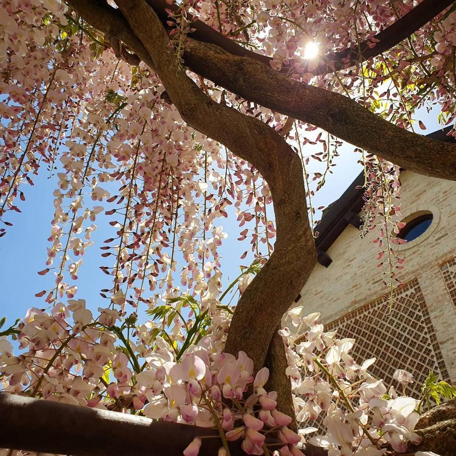 Villa Agriturismo Il Vecchio Mandorlo Perugia Exterior foto